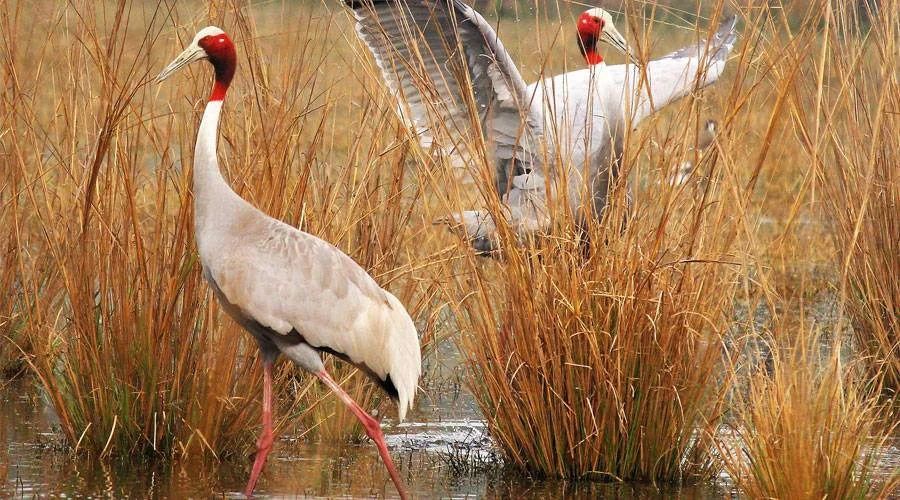 Sultanpur Bird Sanctuary, Delhi