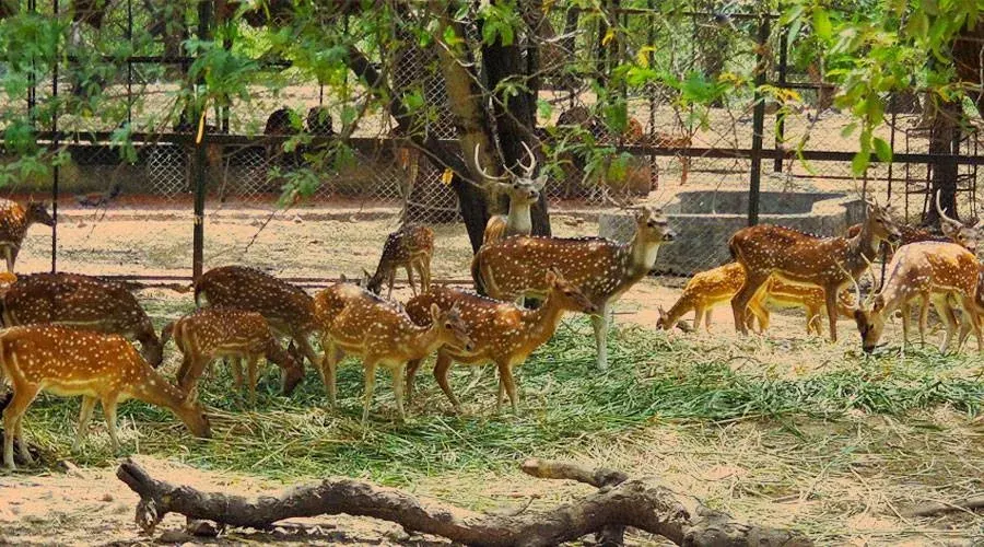 Deer Park, Delhi