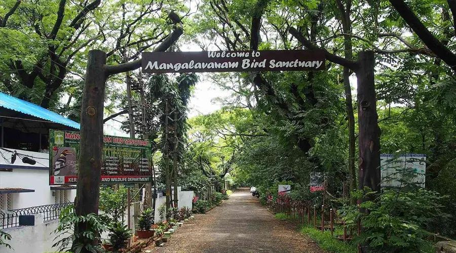 Photo inspiration: Picture Idea: Mangalavanam Bird Sanctuary Popular As The Green Lung Of Kochi