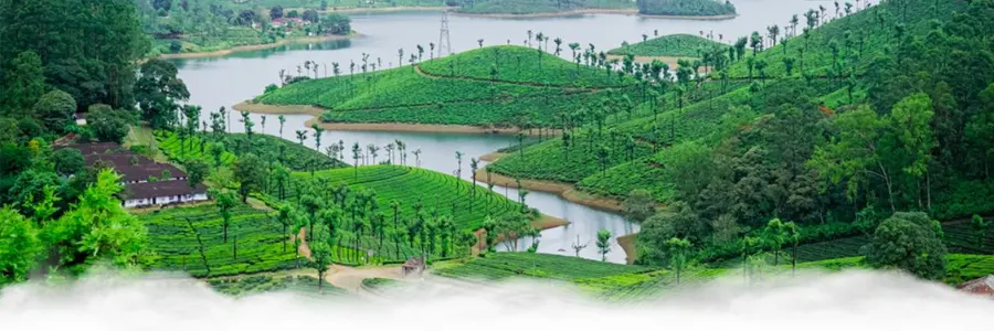 Romantic tea estate honeymoon in Valparai Tamil Nadu